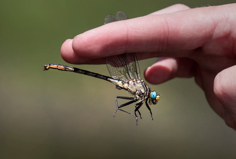 Student holding a dragonfly by the wings